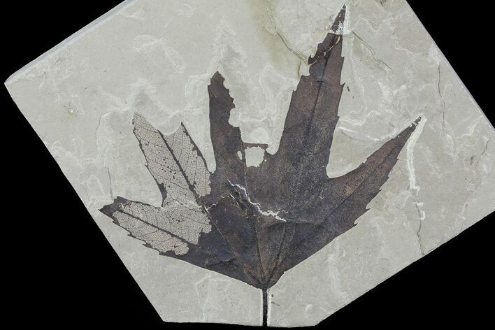 Fossil Sycamore (Platanus) Leaf - Green River Formation #80884